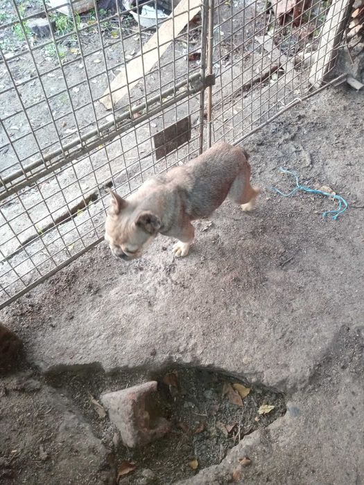 френски болдог женска