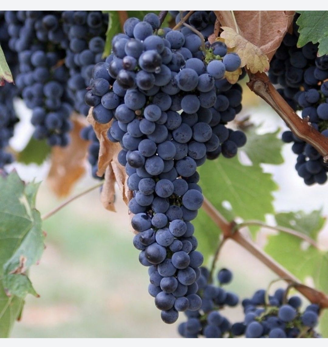 Struguri de Vin recoltă 2025