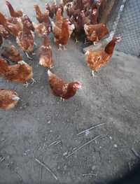 Снасящи кокошки носачки за яйца