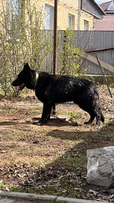 Вязка собак немецкий овчарка