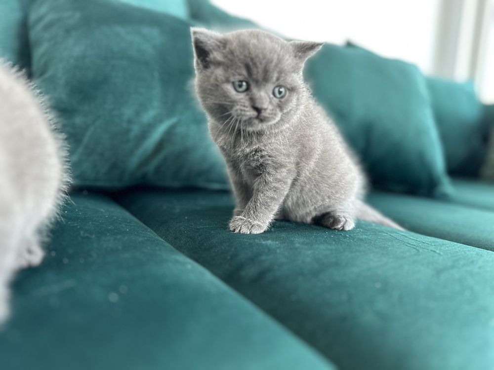 Pui british shorthair