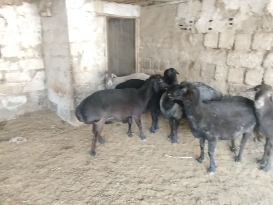 qŏy va tuğmagan bara, yaxshi boqilgan, va zotgayam bõladi, sifati alo!