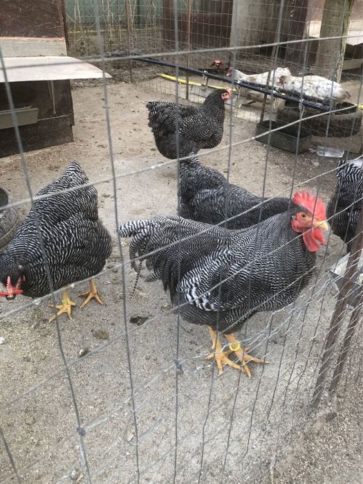 Oua incubat australorp alb splash albastru negru, plymouht, araucana