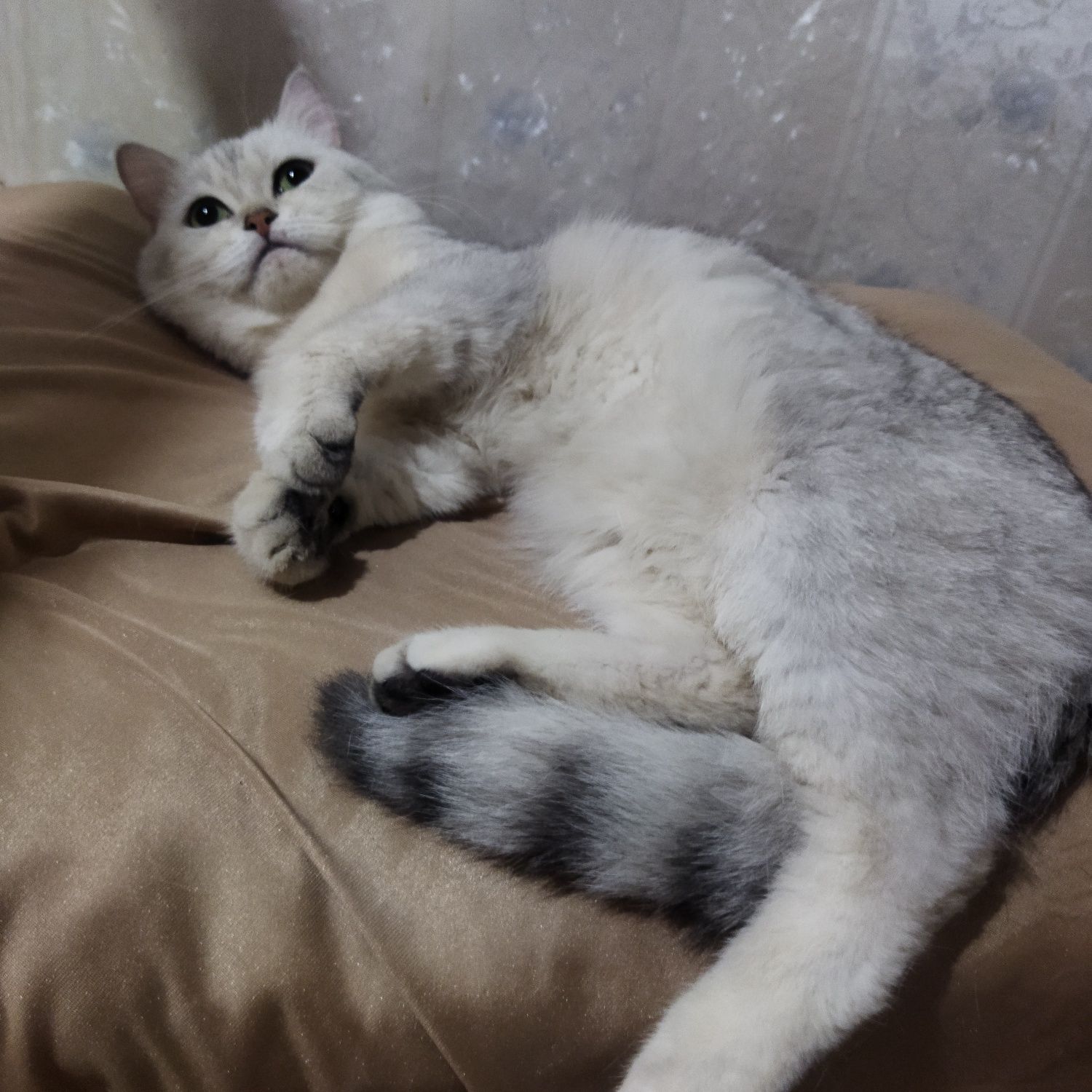 Вязка красивого кота