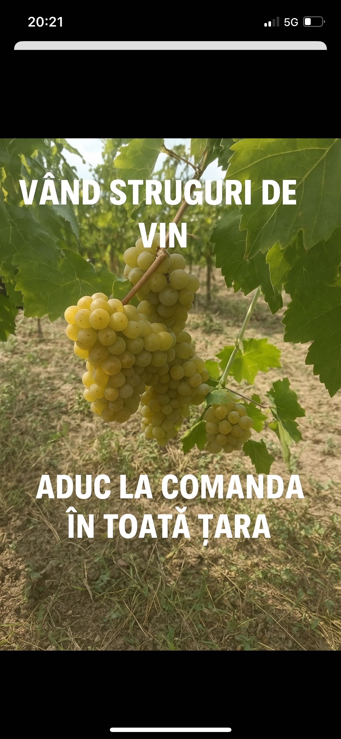 Struguri de vin din Vrancea