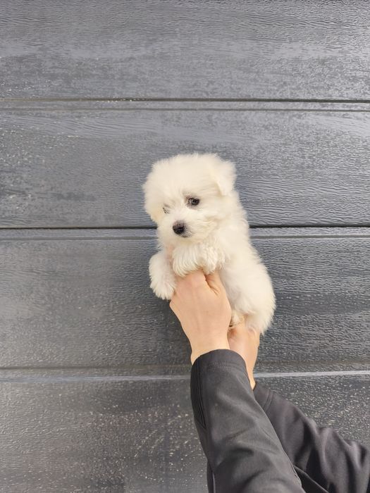 Bichon maltesse/ maltez mini toy