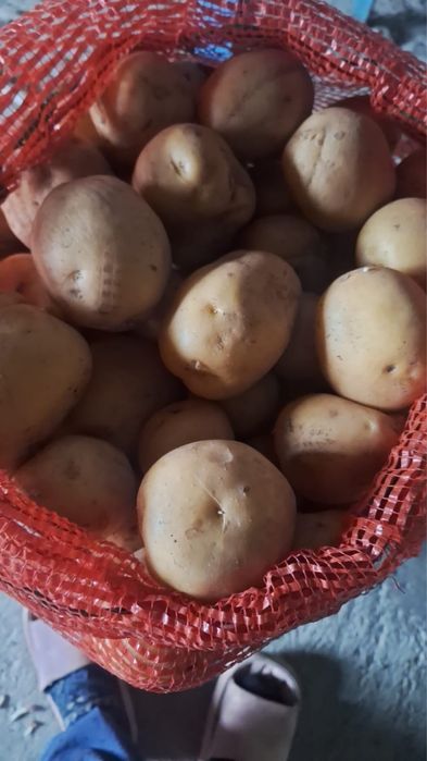 Продам домашнюю картошку мешками очень вкусная
