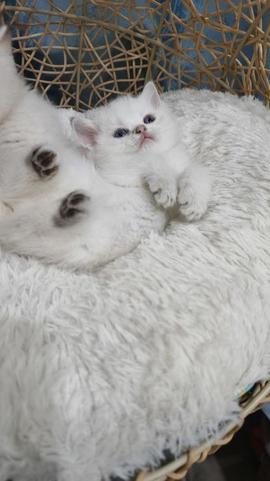 Продаются чистокровные шотландские котята