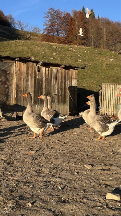 Gâște Toulouse/Emden