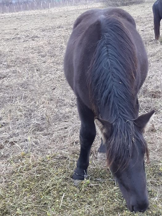 Vând mânză de un an și 2 lun
