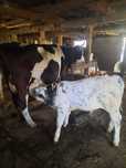 Vaca cu vitel belgian