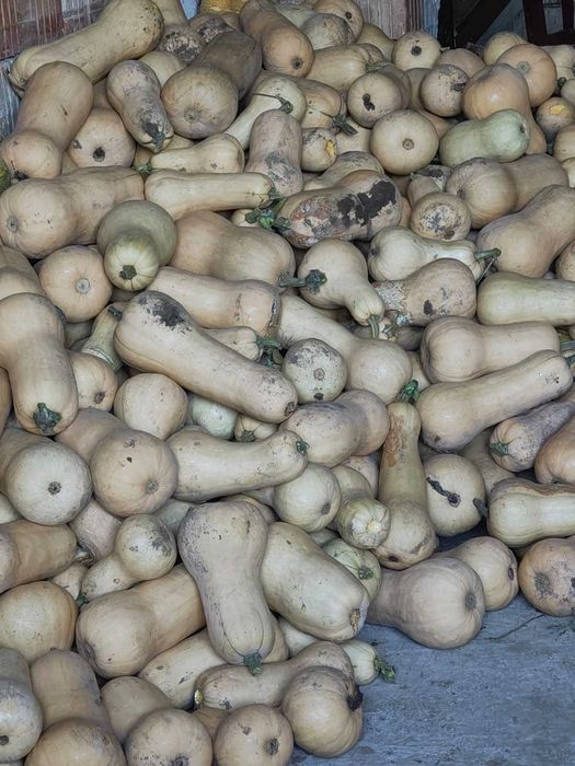 De vanzare! Dovleac plăcintar .Dovleac de copt. Simsom,Matilda