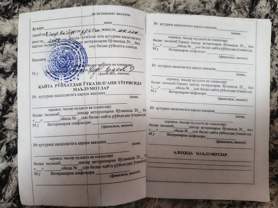 Собака питбуль красный нос