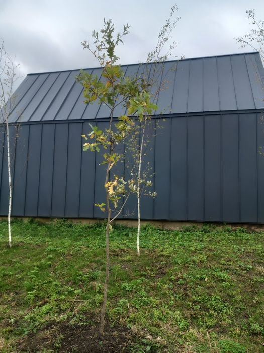 Mesteacăn betula (alb)/pin/stejar roșu