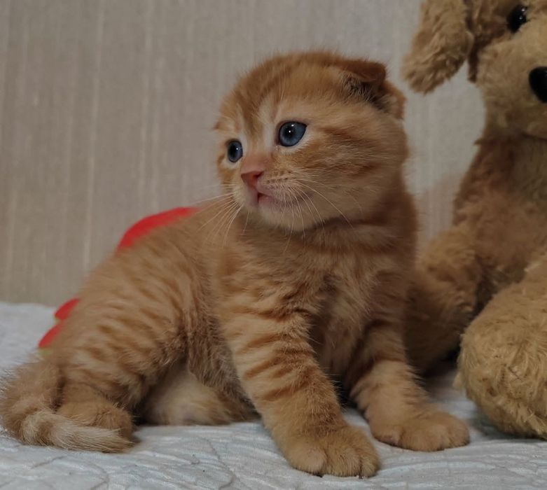 Шотландские Вислоухие котята