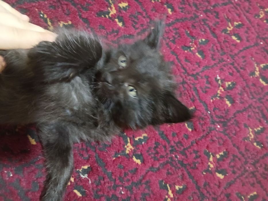 Zotli mushuk bolalari bepul