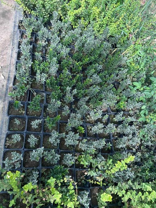 Питомник NURI — хвойные, кустарники, плодовые и всё для вашего сада