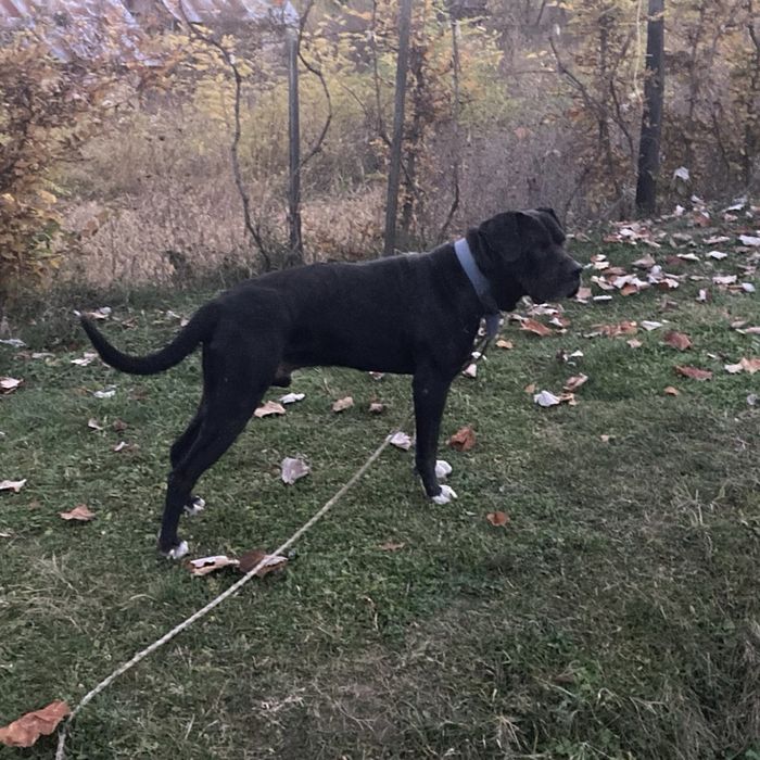 Câine metis, 5 ani, spre adopție – Râmnicu Vâlcea