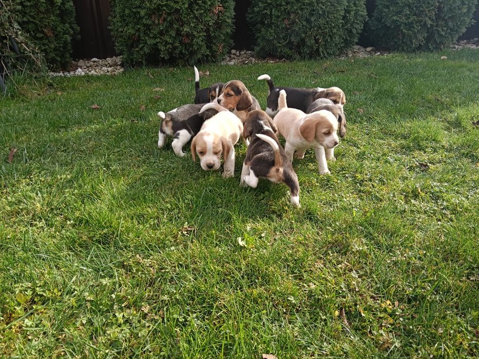 De vânzare miei de rasa