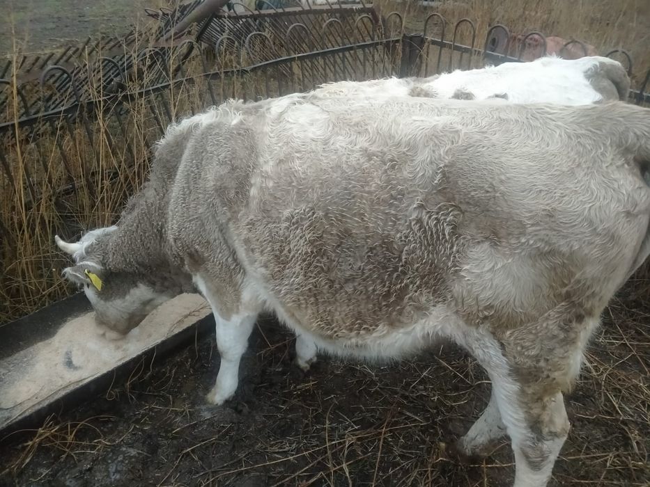 Продам две телки