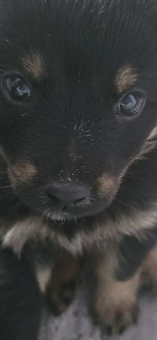 Отдам в хорошие руки малышку!