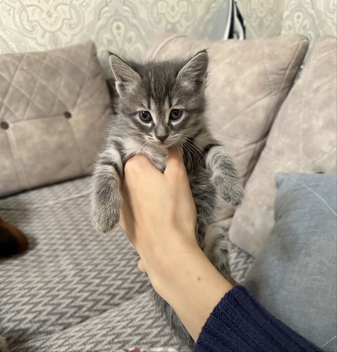 Отдаем котят в добрые руки