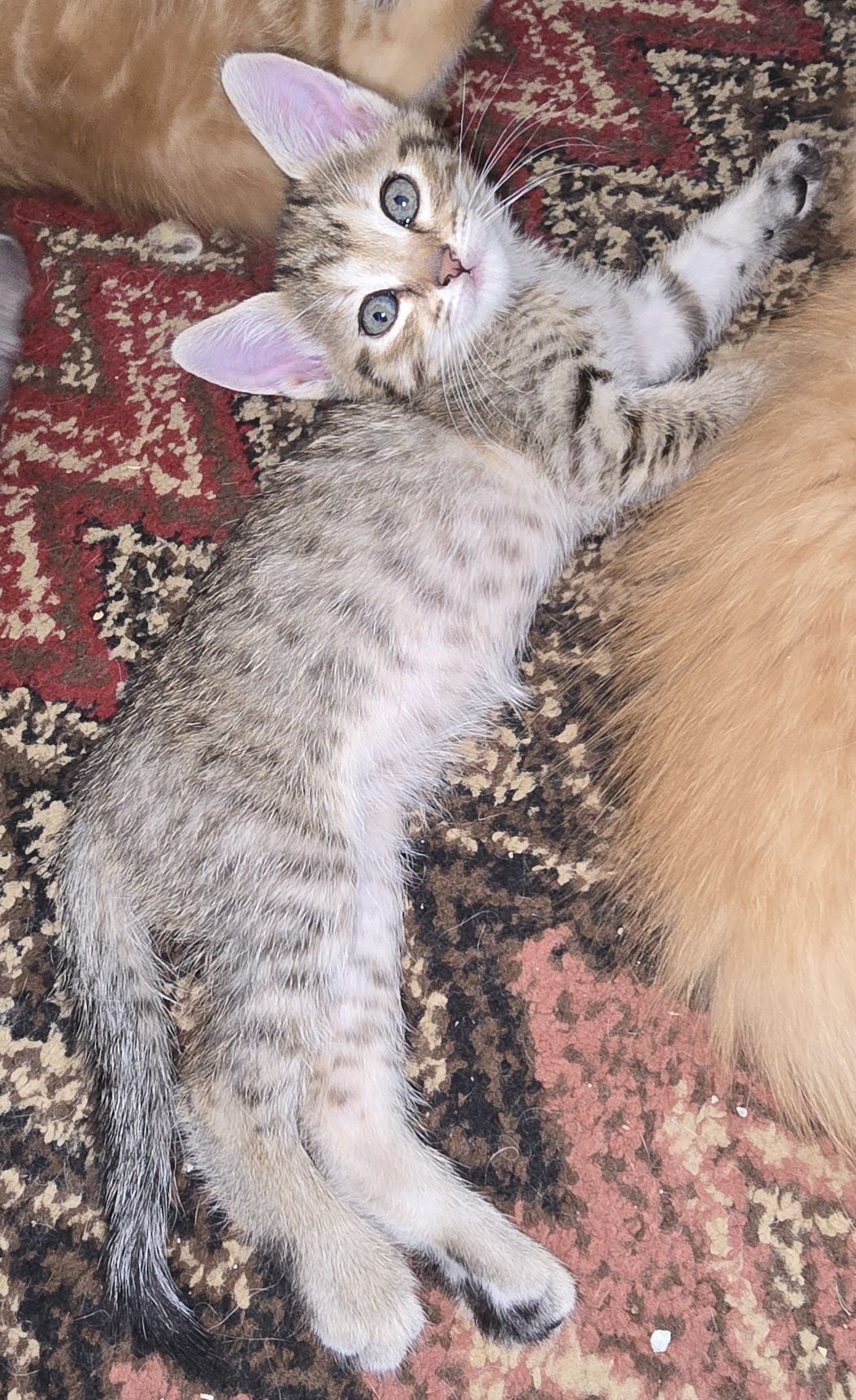 Прекрасни  котета, отглеждани с любов!