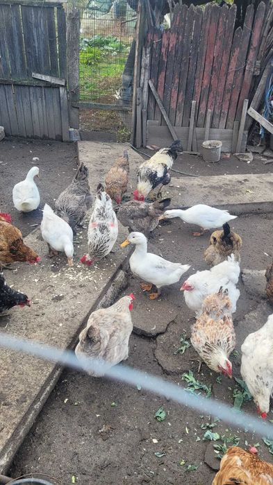 Rate de casa de vanzare