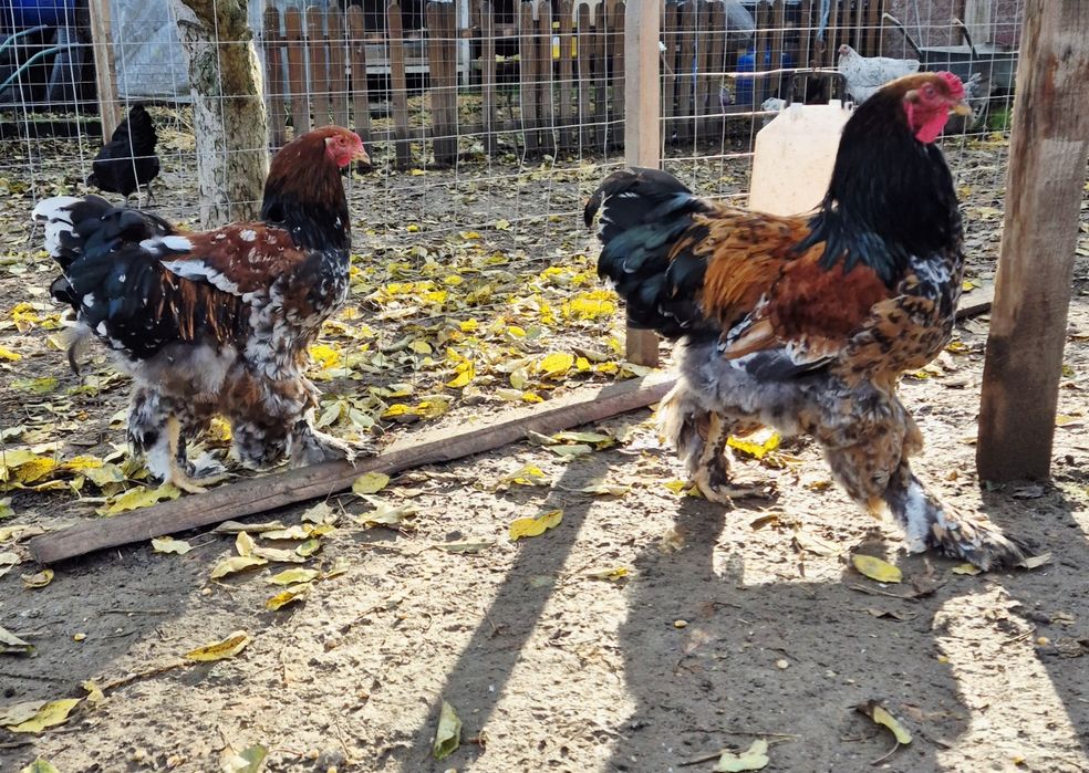 Cocoși brahma poțelan