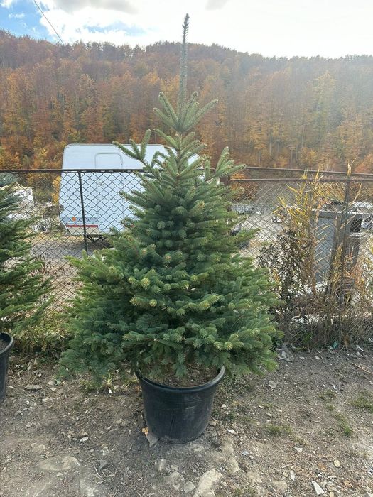 Alege brazi ornamentali pentru un peisaj elegant