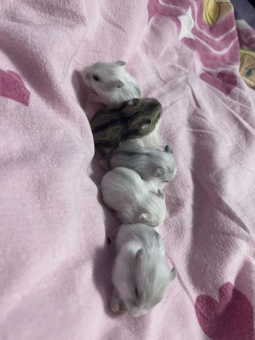 Donez pui de hamsteri (cei albi)