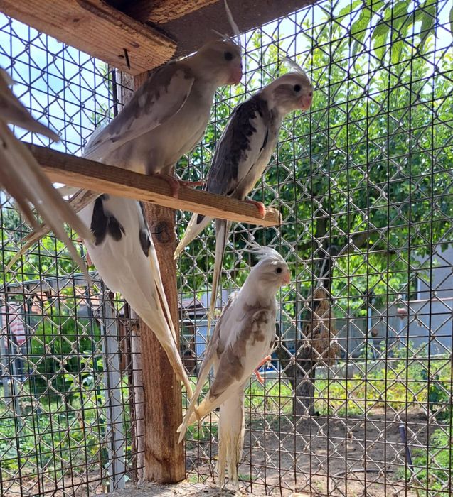 Папагали "Корели"