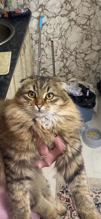 Помогите найти кота
