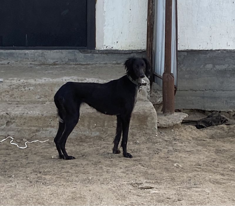 Тазы/Казахская борзая/гончи