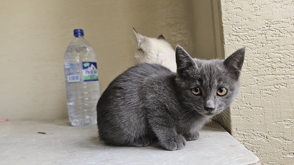 Мушукчалар сотилади