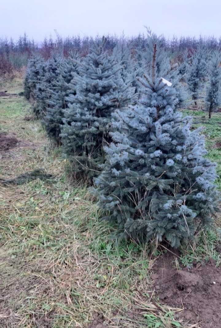 Transformați curtea cu plante ornamentale unice
