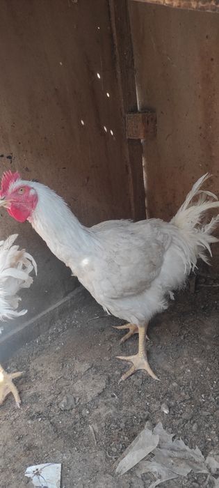 Broler tovuq va xo'rozlar