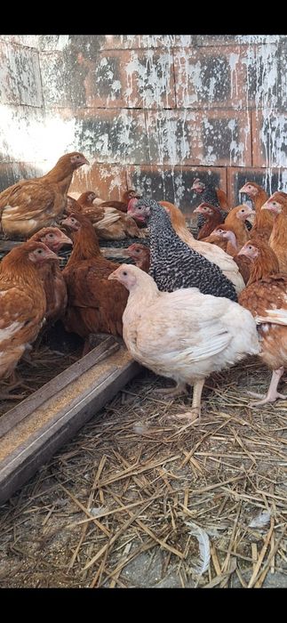 Vând puicute si cocoși din rasa de kabir