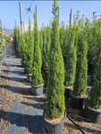 Vindem cupressus sempervires