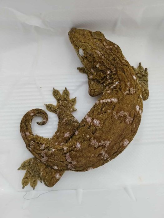 Личи Гекон / Rhacodactylus leachianus