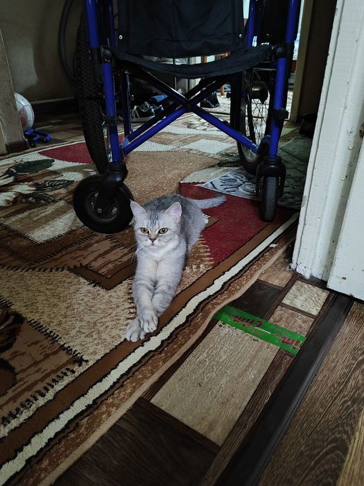 Скоттиш страйт девочка