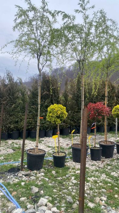 Plante ornamentale variate pentru grădini armonioase