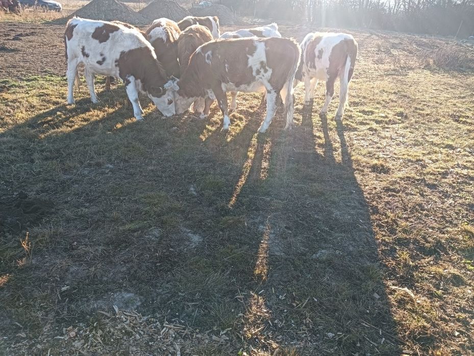Vând 3 juninci gestante la prima fătare provin din mame bune de lapte