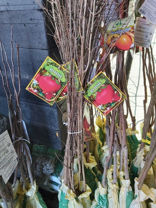 kaki smohin rodie kiwi castan comestibil