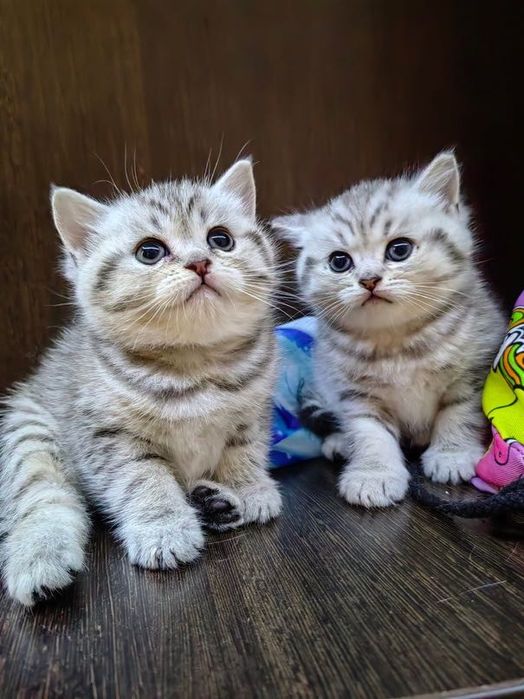 Серебро и Золото шотландские котятта