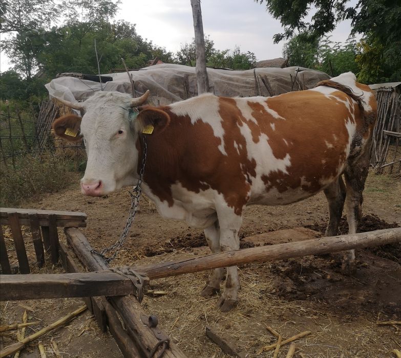 Vand vaca cu vitel de 12 saptamani