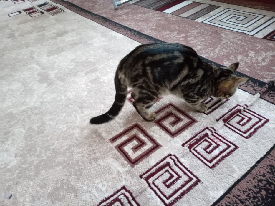 Mushuk bengal sotiladi.