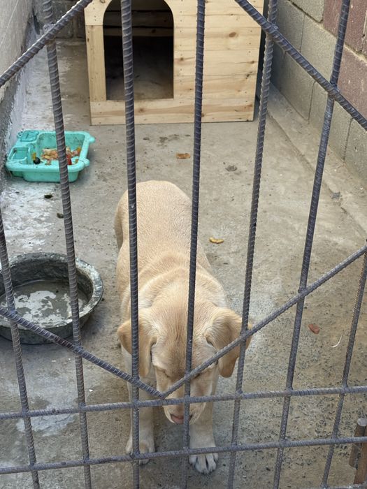 Щенок лабрадор продается