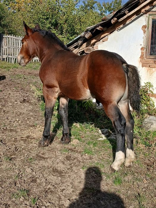 Manz  de  vânzare