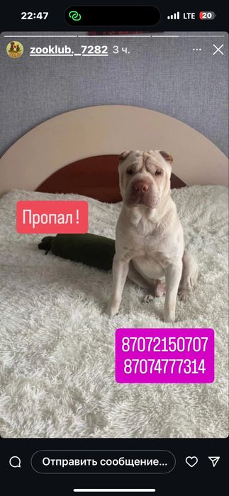Пропала собака! Породы ШАРПЕЙ ! Взрослый кабель !